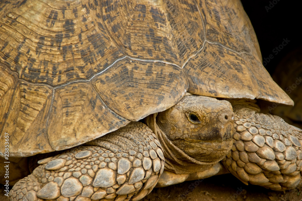 Giant turtle with heavy shell on its back Giant turtle with heavy shell on its back