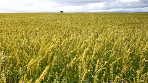 Wheat field during the wind