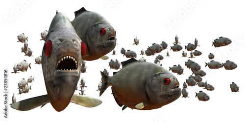 Tableau sur toile piranha v5