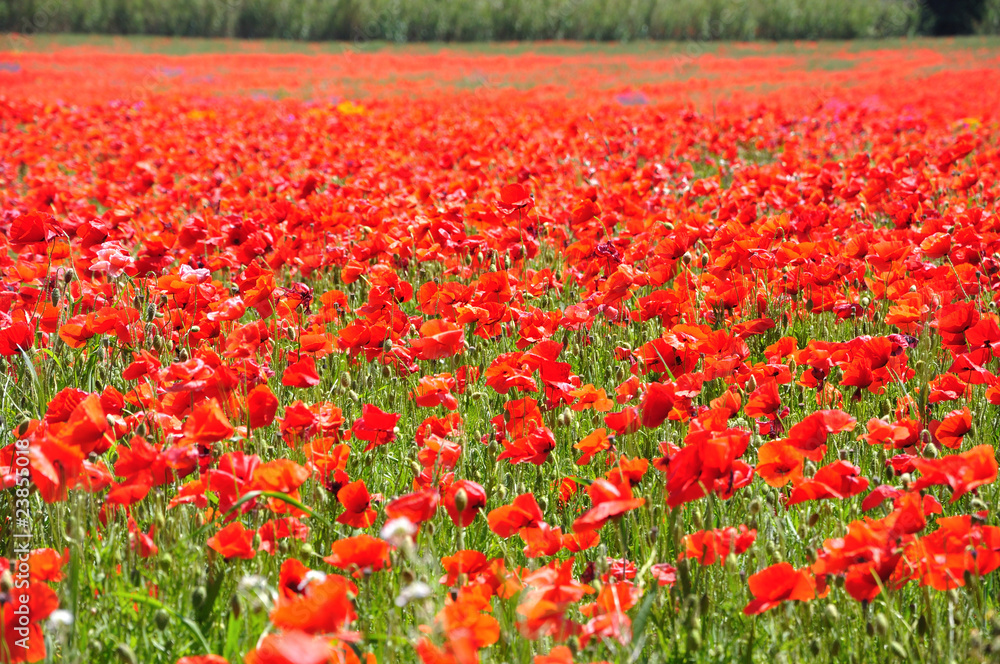 coquelicots 22 coquelicots 22