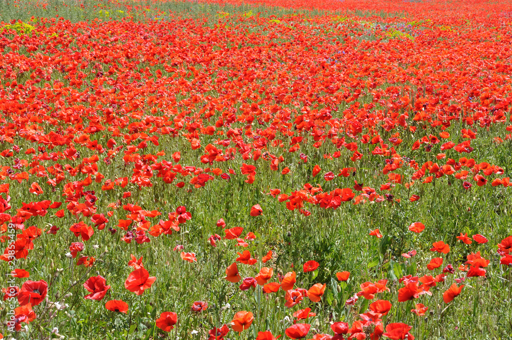 coquelicots 11