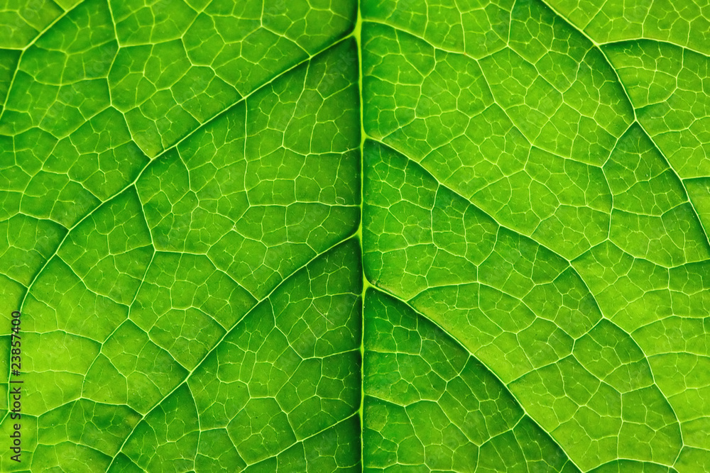 Obraz premium Blattstruktur