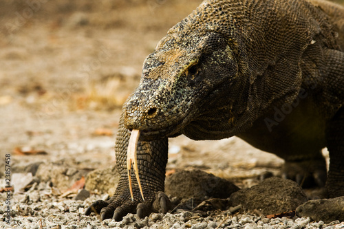 Komodo Dragon Forked Tongue Close
