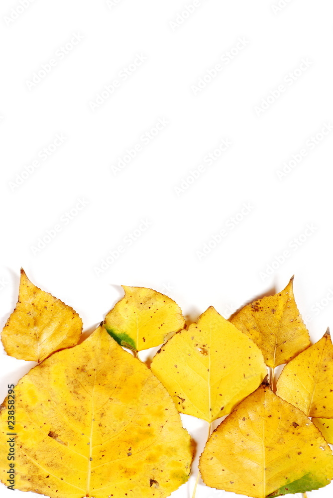 Naklejka premium Yellow leaves