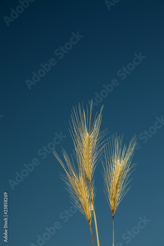 Gold Wheat Grain Ear