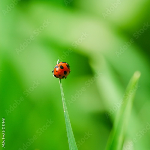 Red ladybird © ELyrae