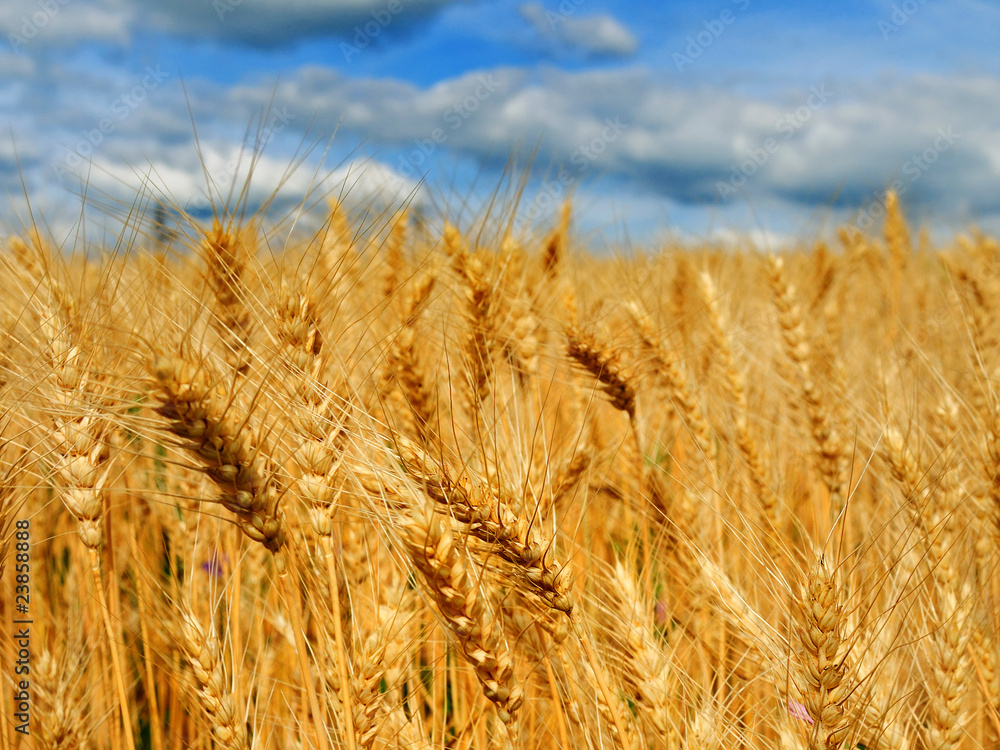 Fototapeta premium Beautiful wheat field
