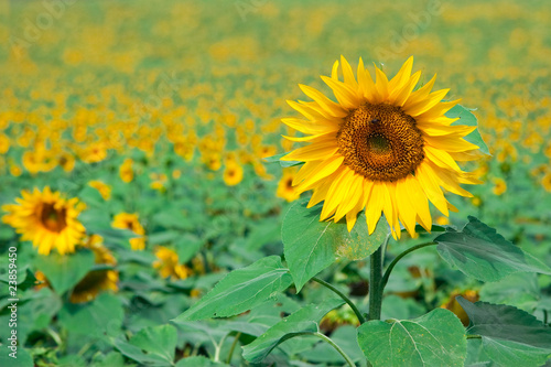 Sommerfeld mit Sonnenblumen