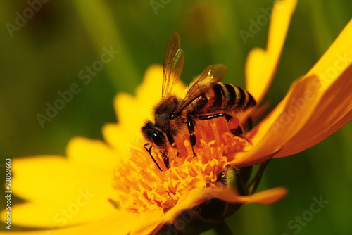 Fotografia Working bee