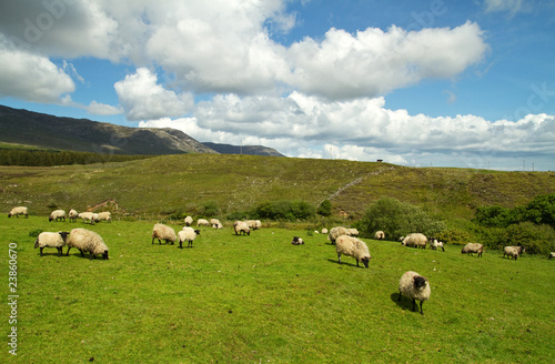 Sheep of Connemara mountains - Ireland