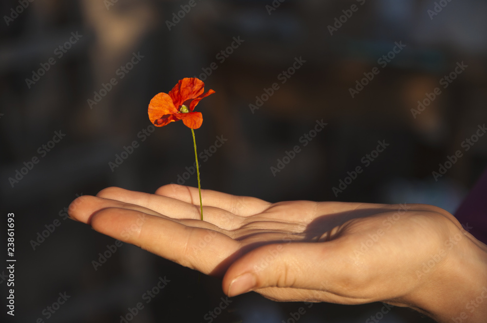 poppy flower in female hand
