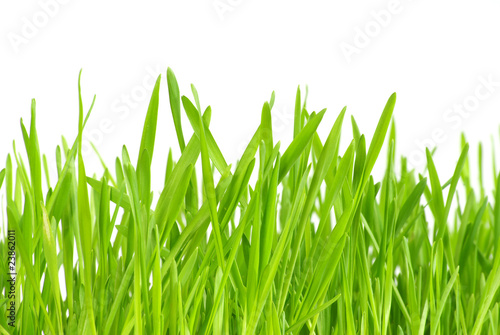 lawn isolated on white