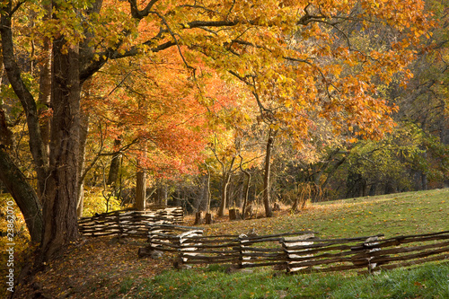 Mountain forest with split rail fence, fall colors