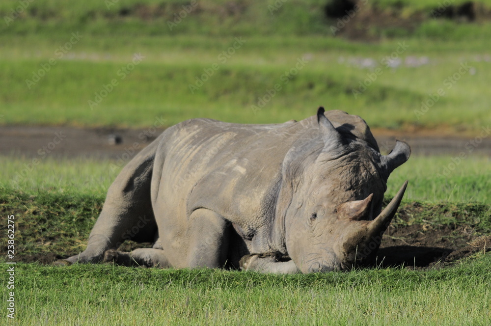 Obraz premium Rhinoceros (Rhinocerotidae), lake Nakuru, Kenya