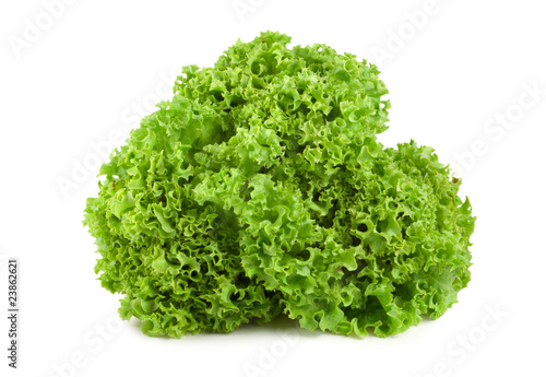 Bush lettuce isolated