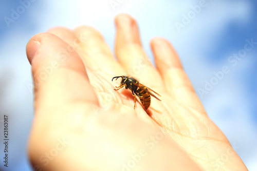 Wasp resting on the palm with sky background . Flie to freedom