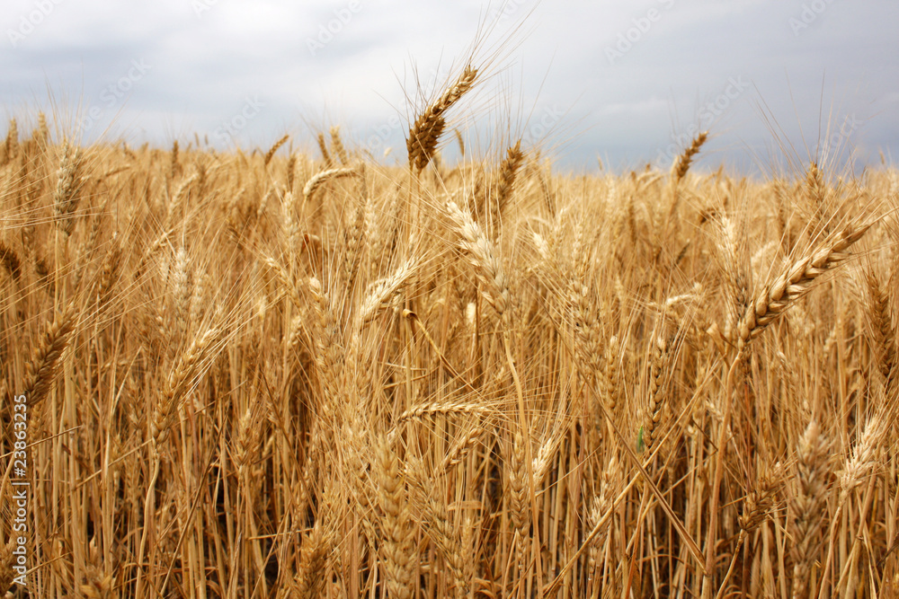 wheat field over the blue sky background in summer wheat field over the blue sky background in summer
