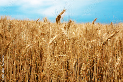 wheat field over the blue sky background in summer