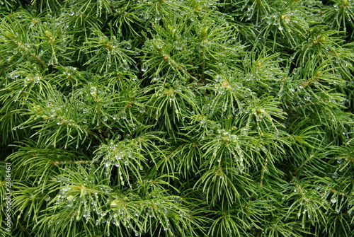 Dew on coniferous bush