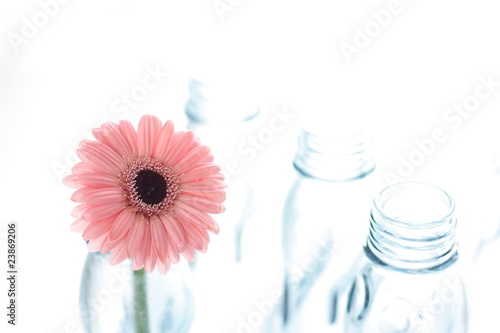 Pink Garbera in empty bottle photo