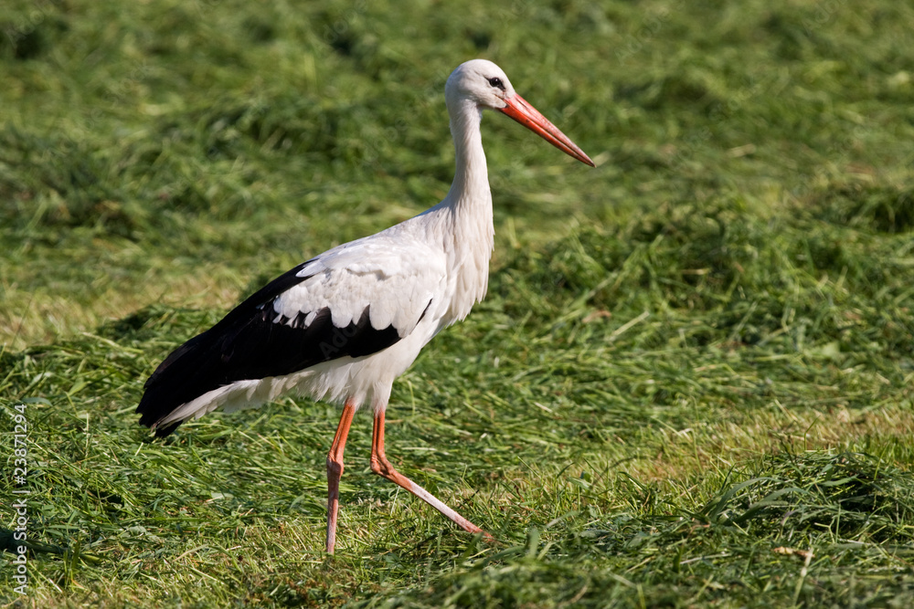 Fototapeta premium White stork looking for frogs and mice in mowed grass