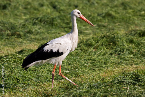 White stork looking for frogs and mice in mowed grass