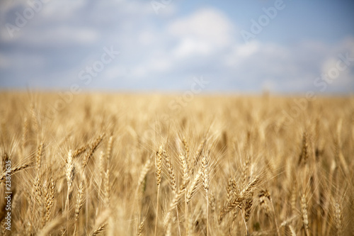 wheat field in Ukraine