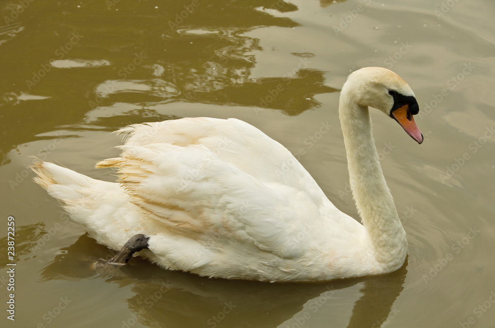 Fototapeta premium One mute swan