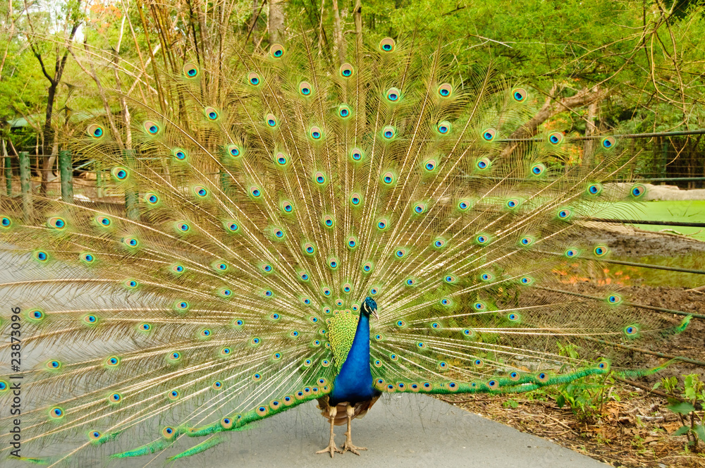 Obraz premium Indian peafowl