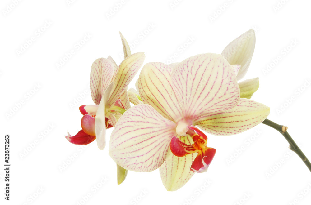 Orchid flowers Orchid flowers