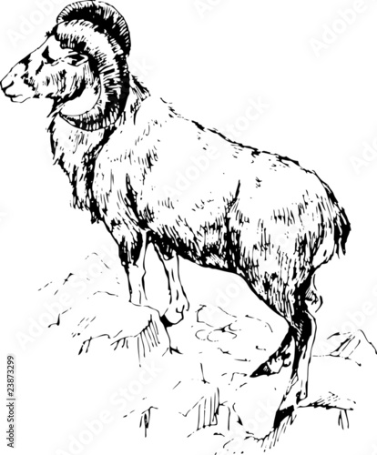 Mouflon