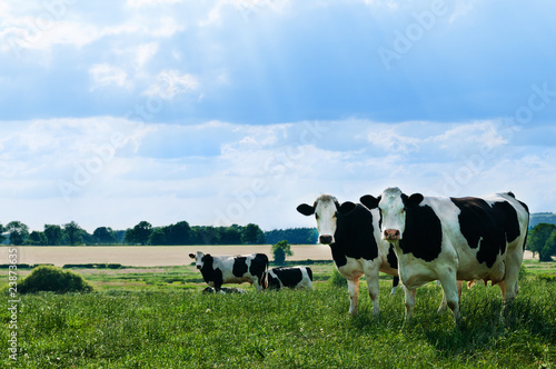 Freisian Cows