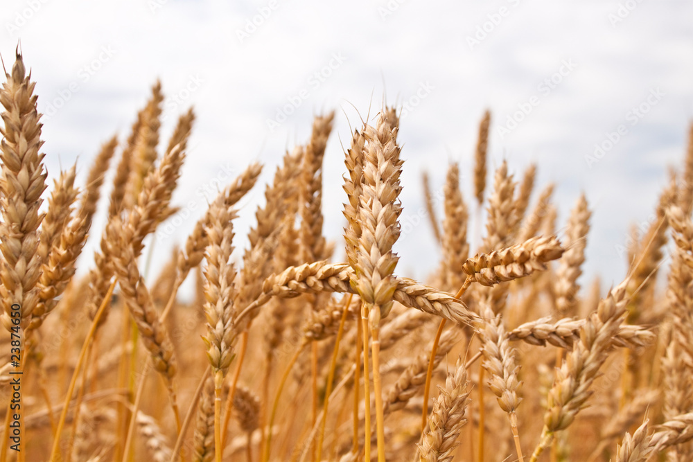 Gold wheat field Gold wheat field