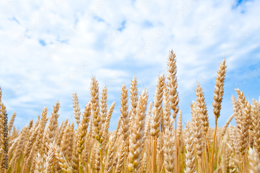 Gold wheat field Gold wheat field