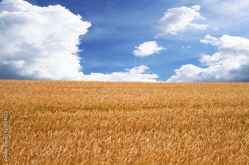 Gold wheat field