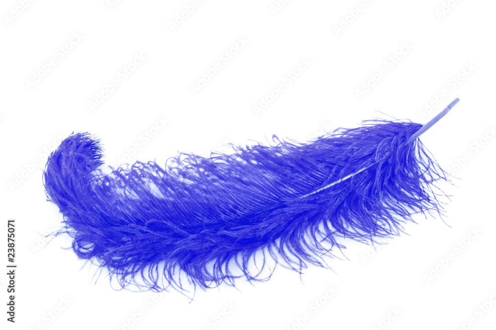 Obraz premium Big blue feather on white background