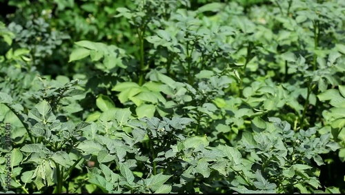 Wallpaper Mural Green potato bushes on garden bed Torontodigital.ca