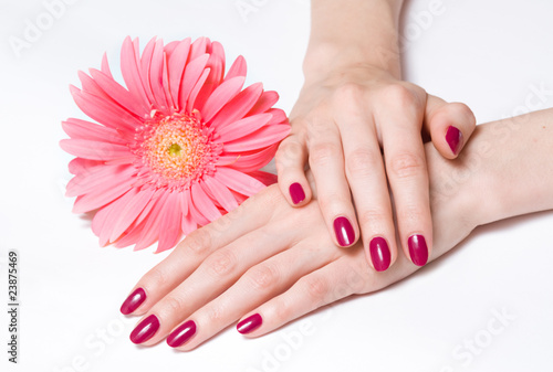 Bright manicure and pink daisy © Zoja