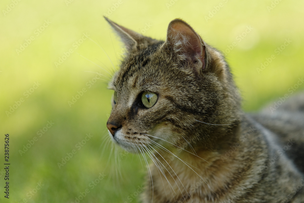 chat chat