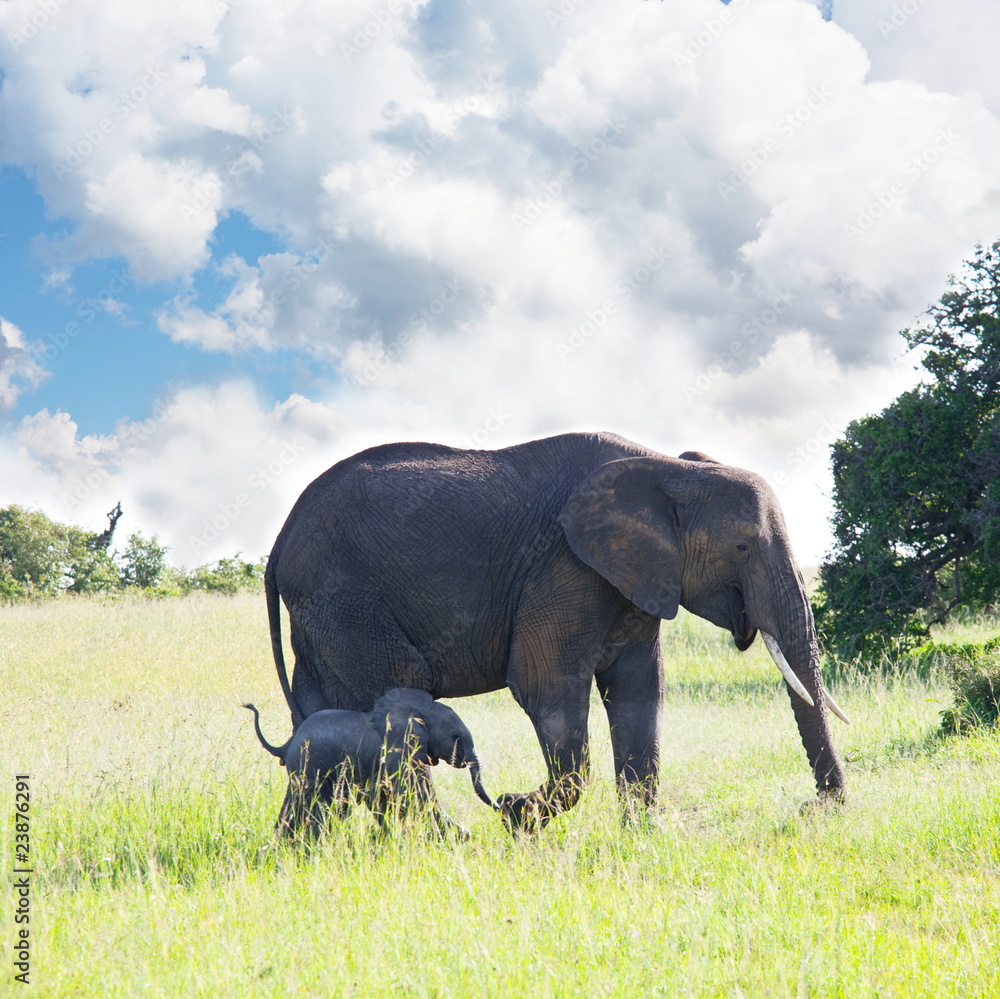 Fototapeta premium Elephant