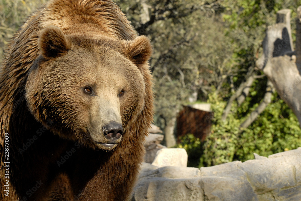Fototapeta premium Oso en el zoo