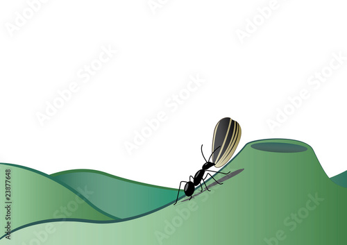 Hormiga con semilla de girasol