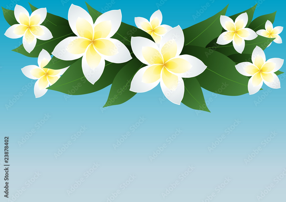 Vector illustration of frangipani flowers over blue sky