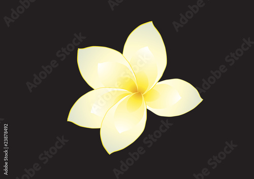 Vector illustration of frangipani on dark background