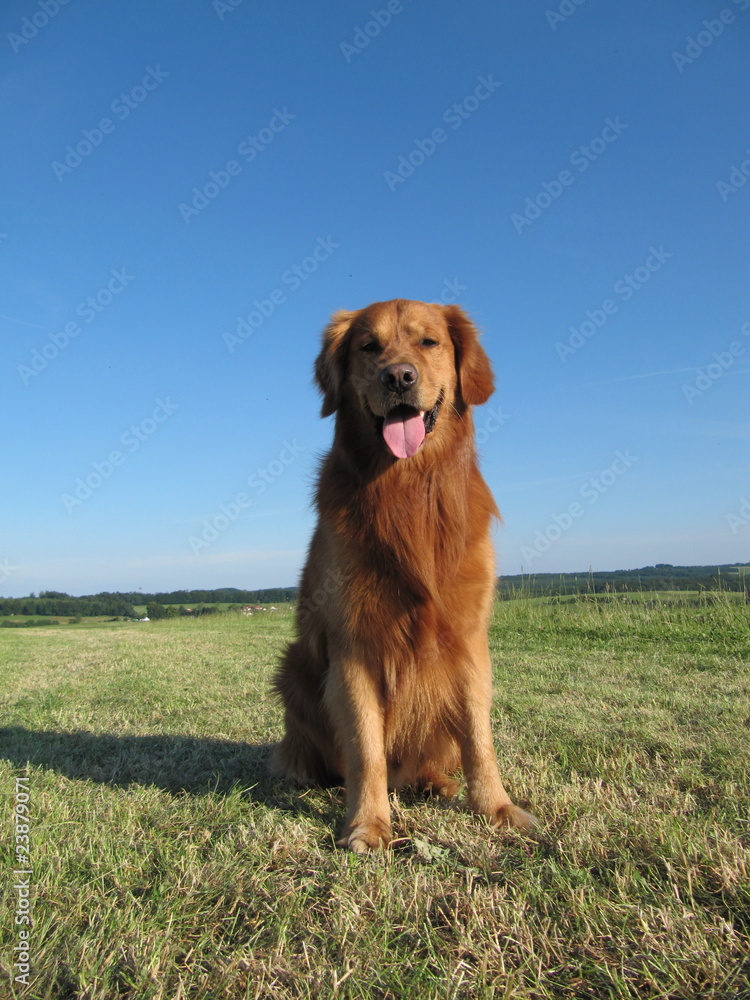 Obraz premium Golden Retriever