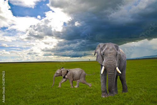 elefanti nel parco Masai Mara photo