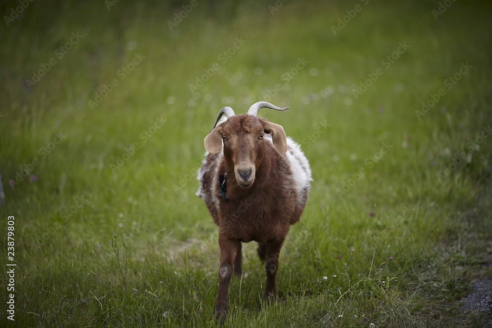 Obraz premium male brown goat with horns in the meadow