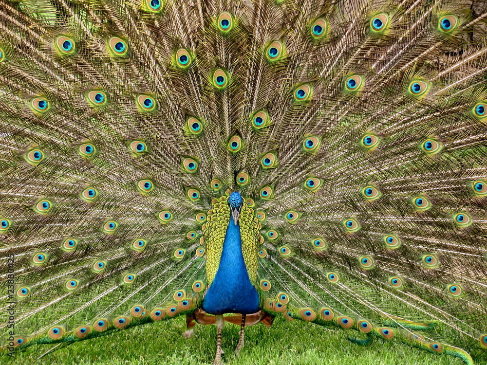 Obraz premium Pavo cristatus