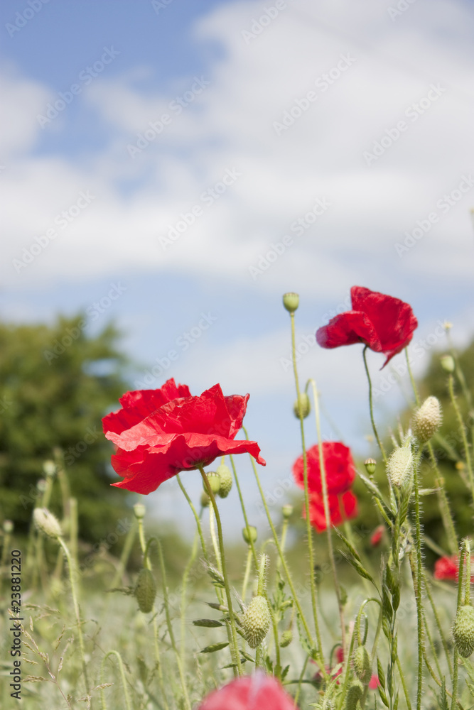 Papaver Ð corn poppy Papaver Ð corn poppy