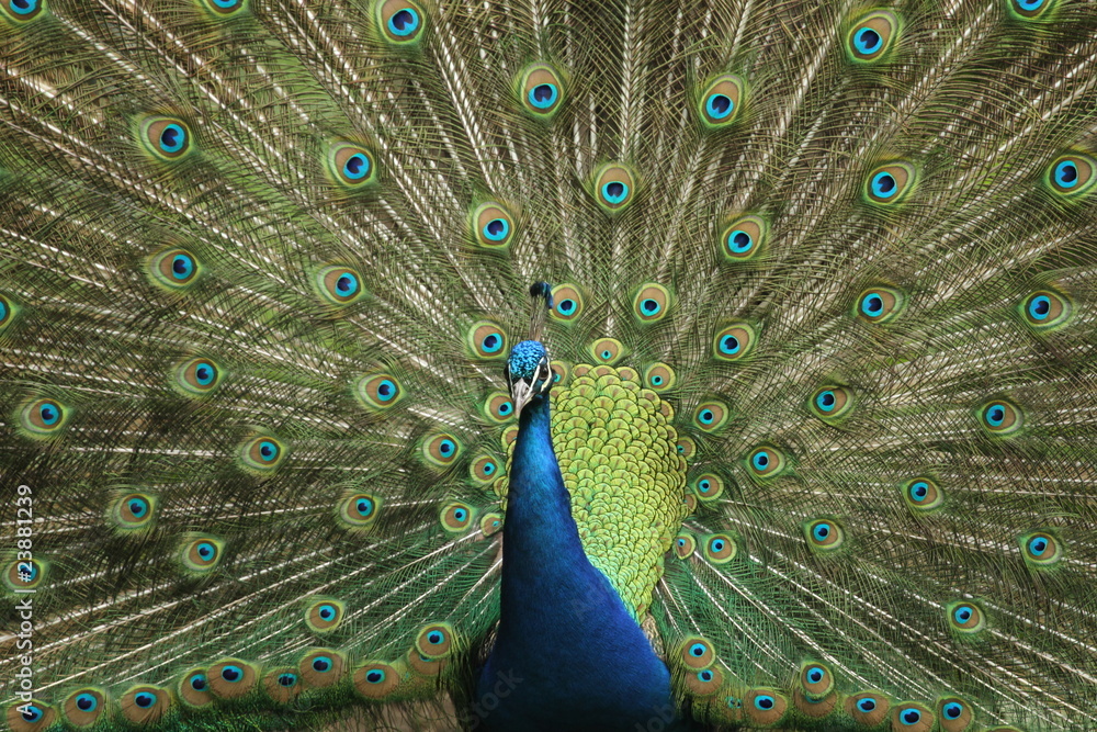 Obraz premium Pfau schlägt ein Rad